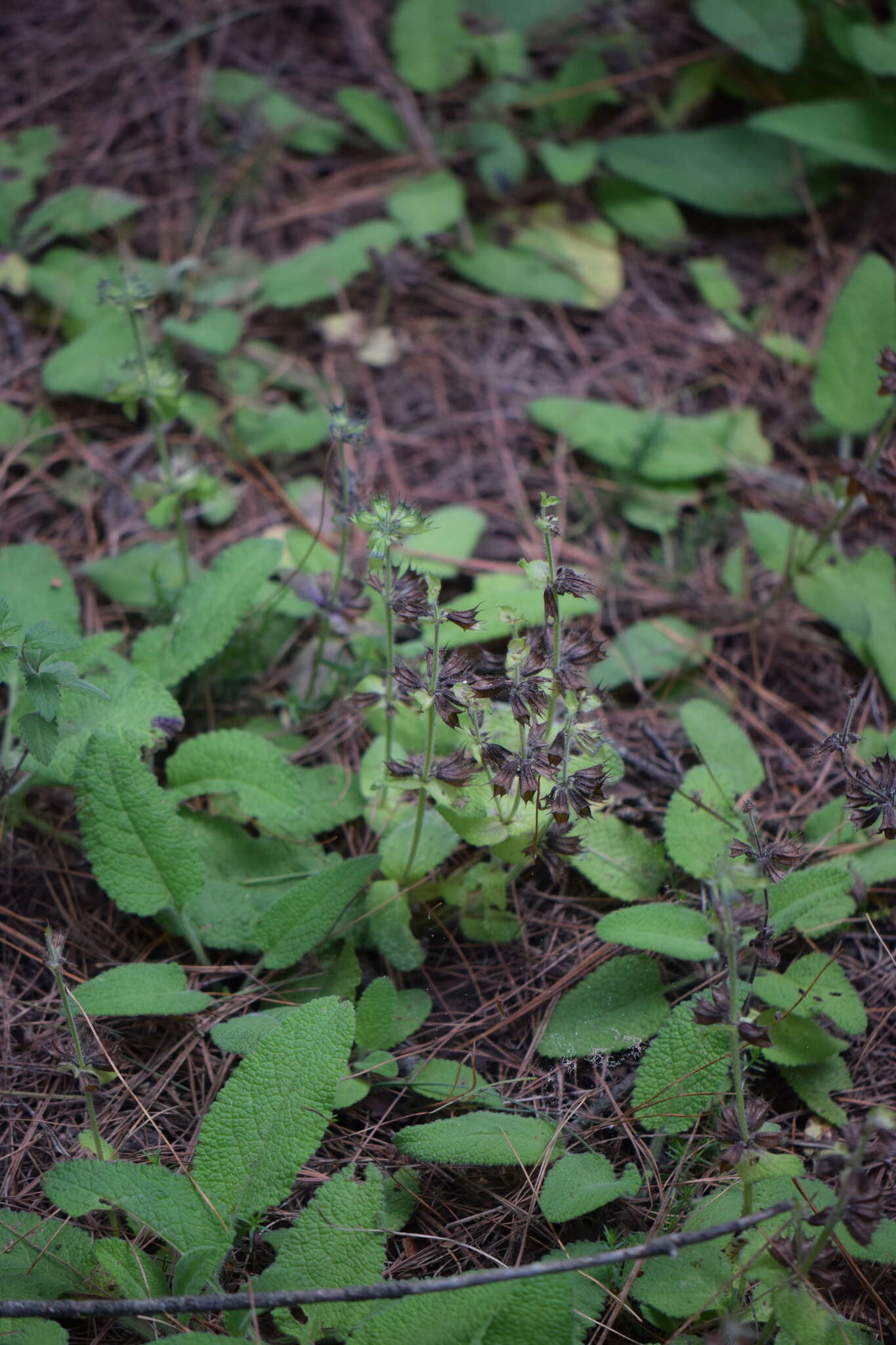 Image of Lepechinia schiedeana (Schltdl.) Vatke