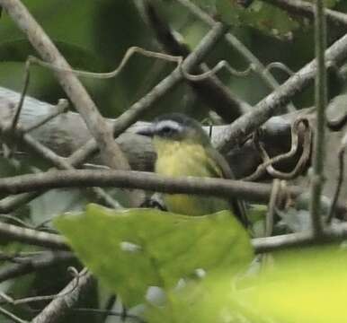 Image of Yellow-bellied Tyrannulet