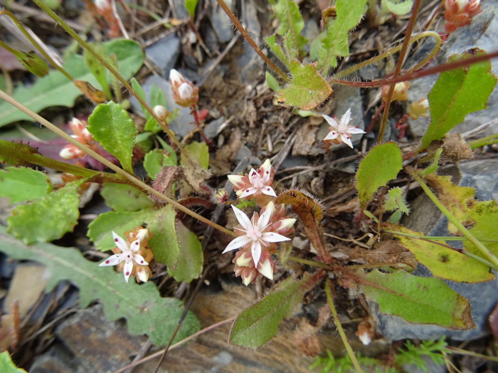 Image of Sedum arenarium Brot.