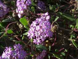 Image of desert sand verbena