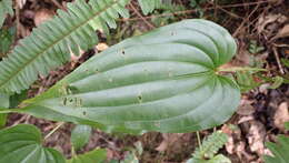 Image of Stemona tuberosa Lour.