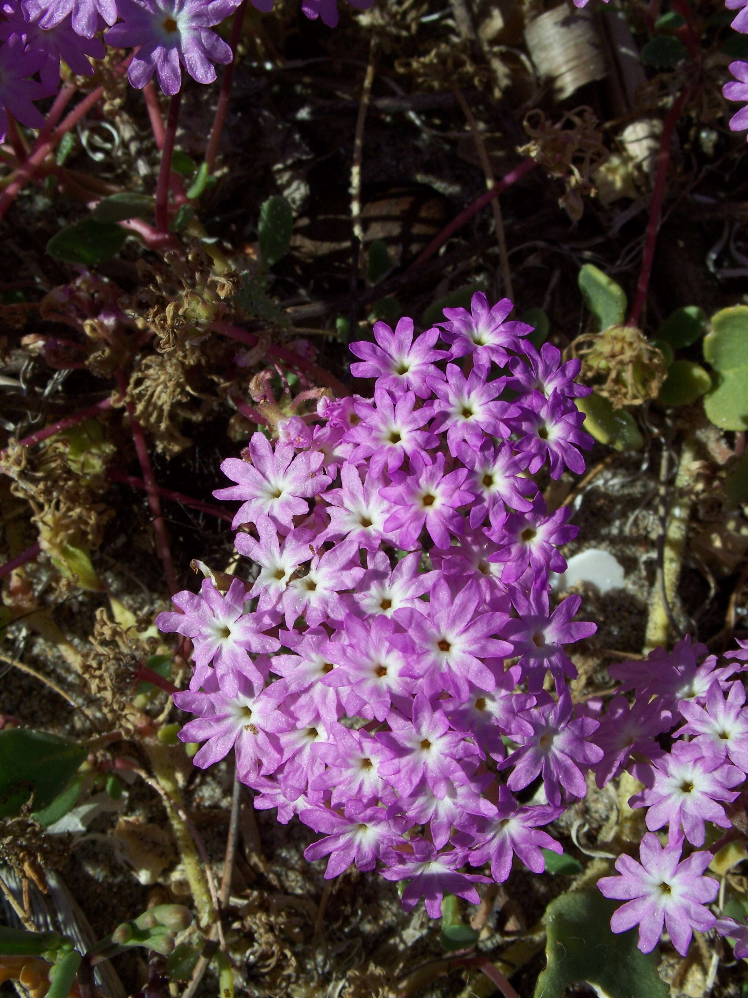 Image of desert sand verbena