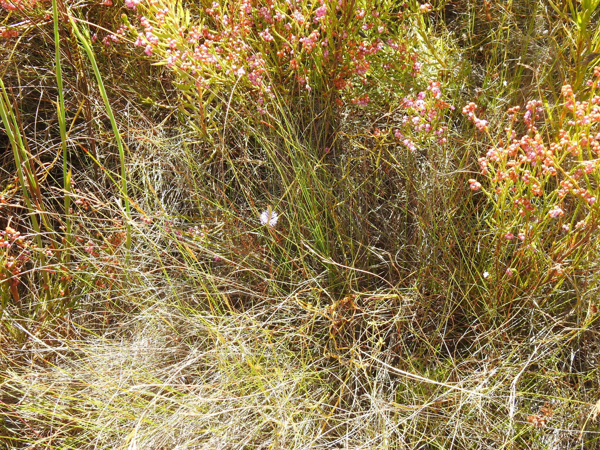 Image of Micranthus filifolius Goldblatt & J. C. Manning