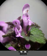 Image of purple archangel