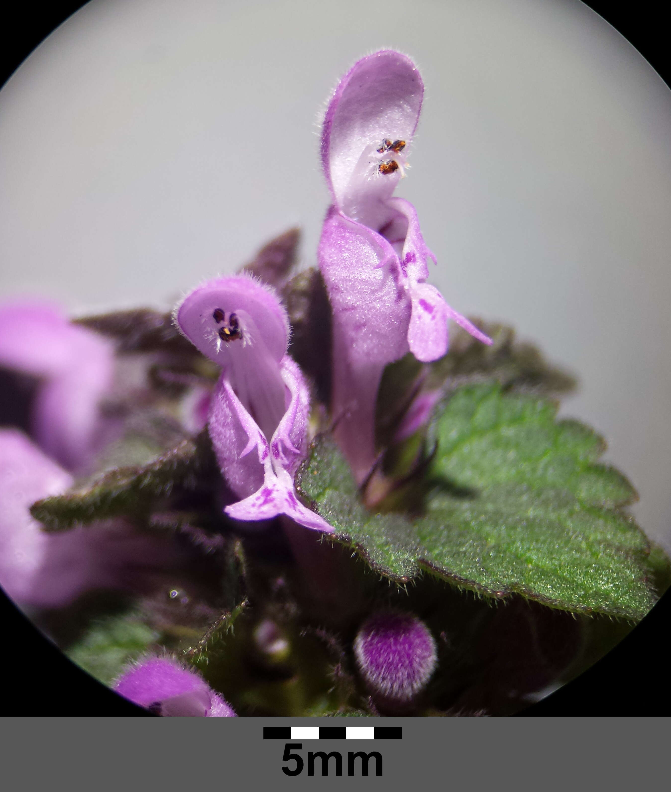 Image of purple archangel