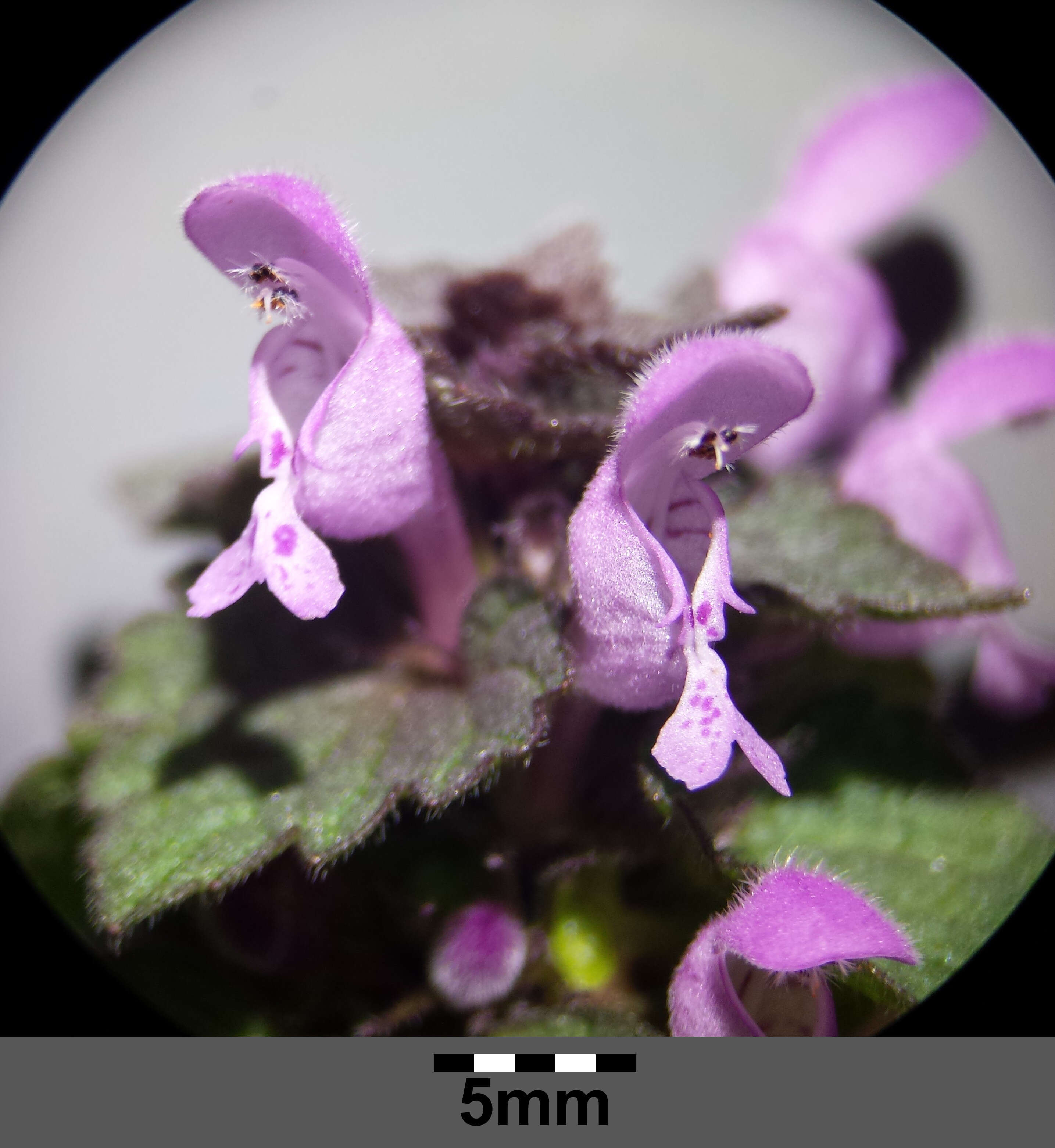 Image of purple archangel