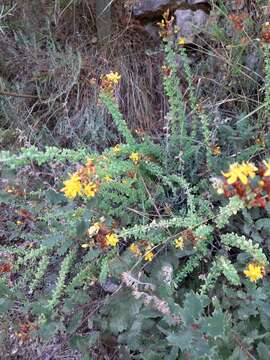 Image of Hypericum thymifolium Banks & Sol.