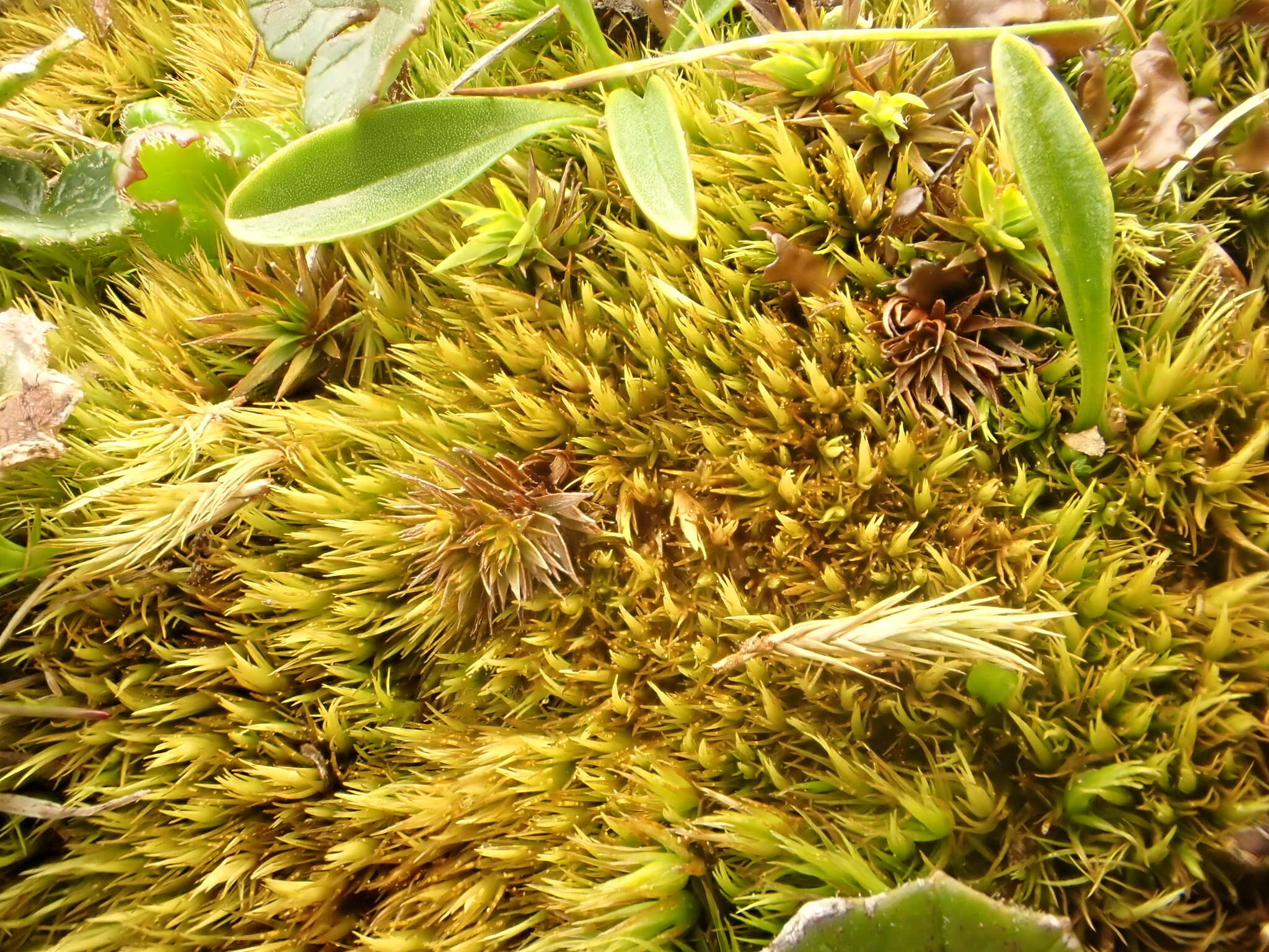 Image of paraleucobryum moss