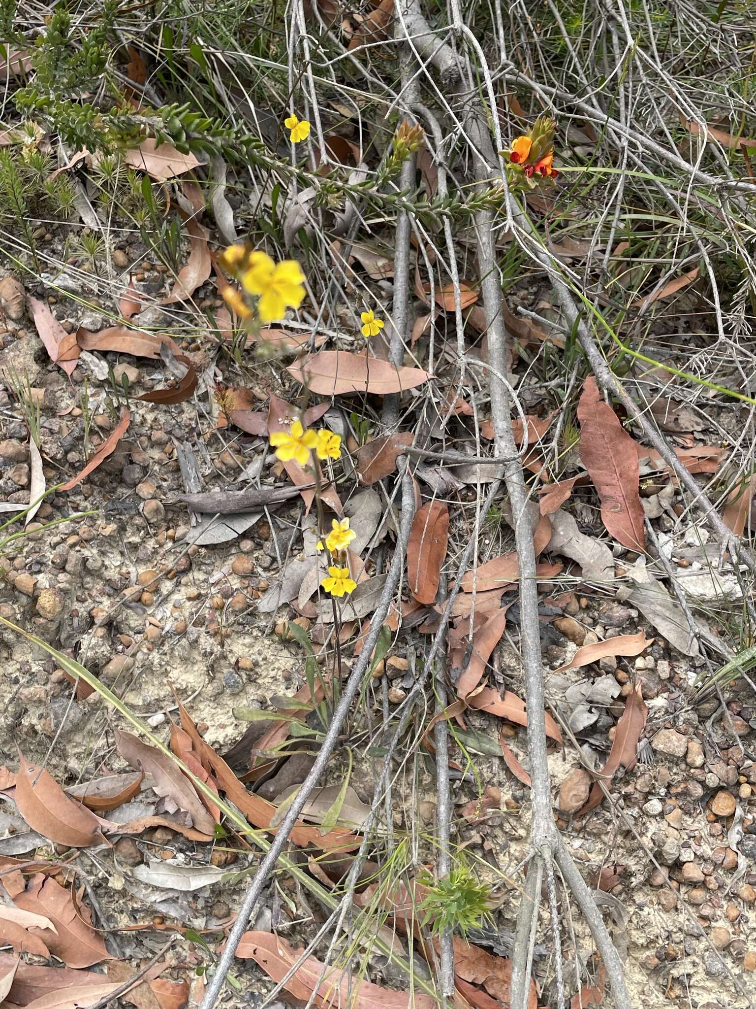 Image of Goodenia bellidifolia subsp. bellidifolia