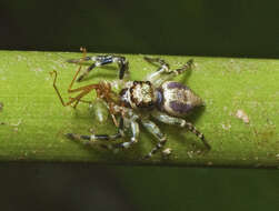 Image of Zenodorus swiftorum (Zhang & Maddison 2012)