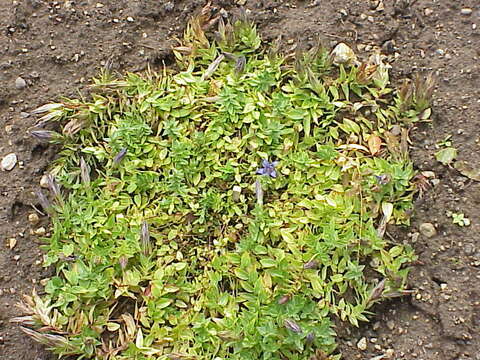 Image of crested gentian