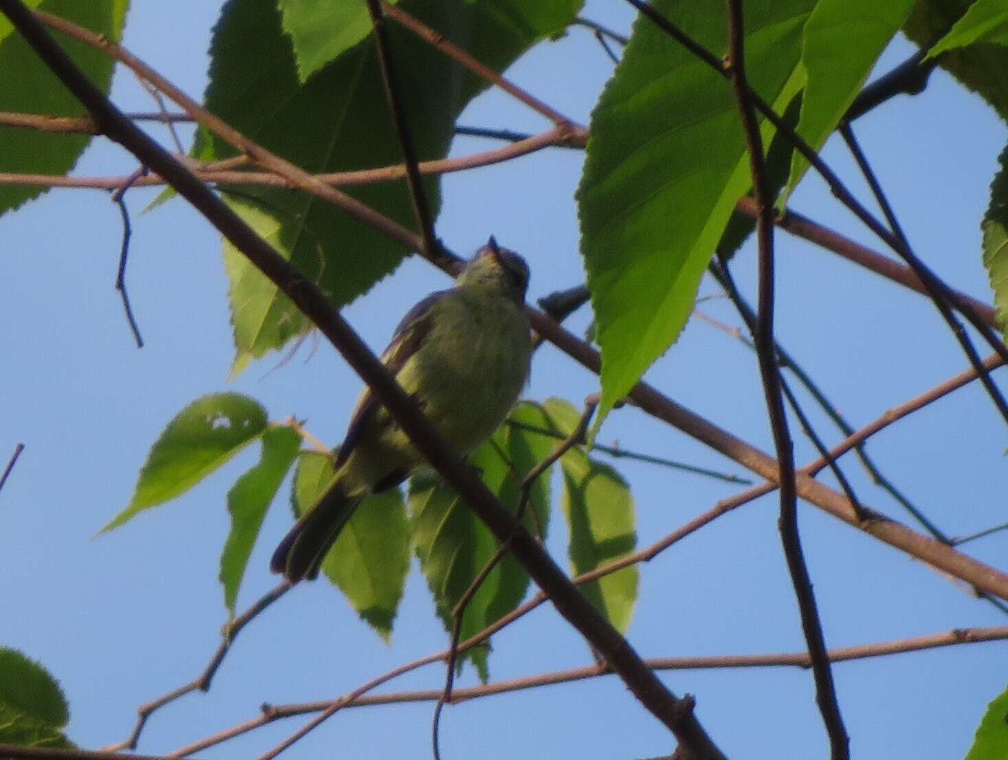 Image of Forest Elaenia