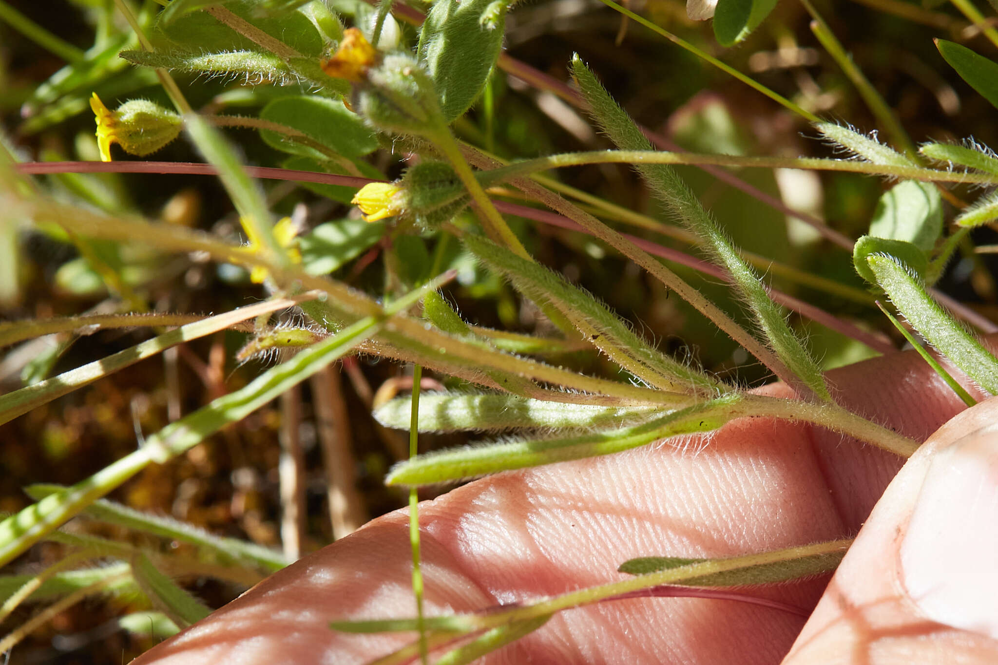 Image of Yosemite tarweed