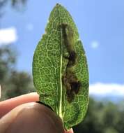 Image of Ophiomyia carolinensis Spencer 1986