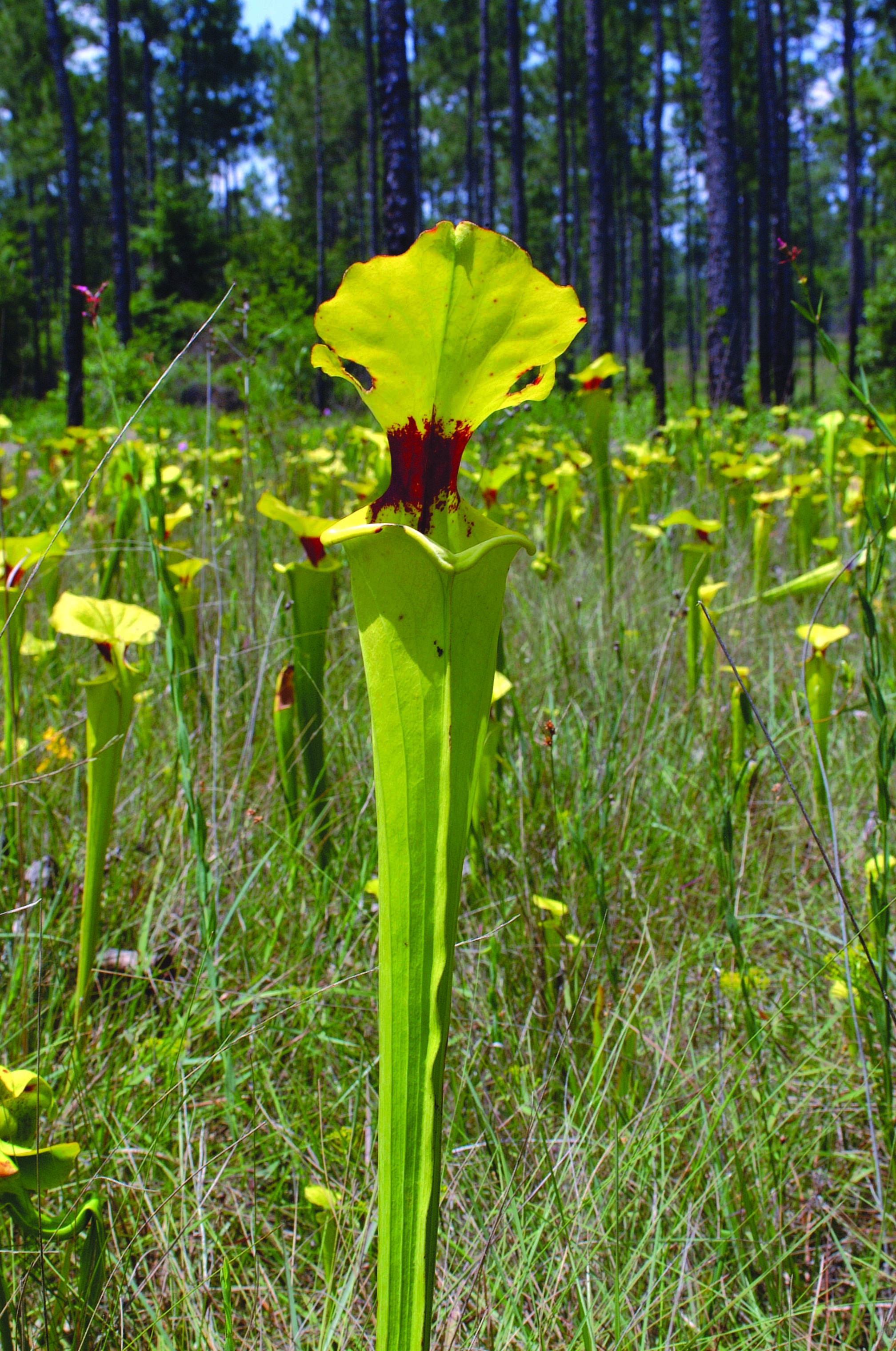 Image of Yellow pitcher plant