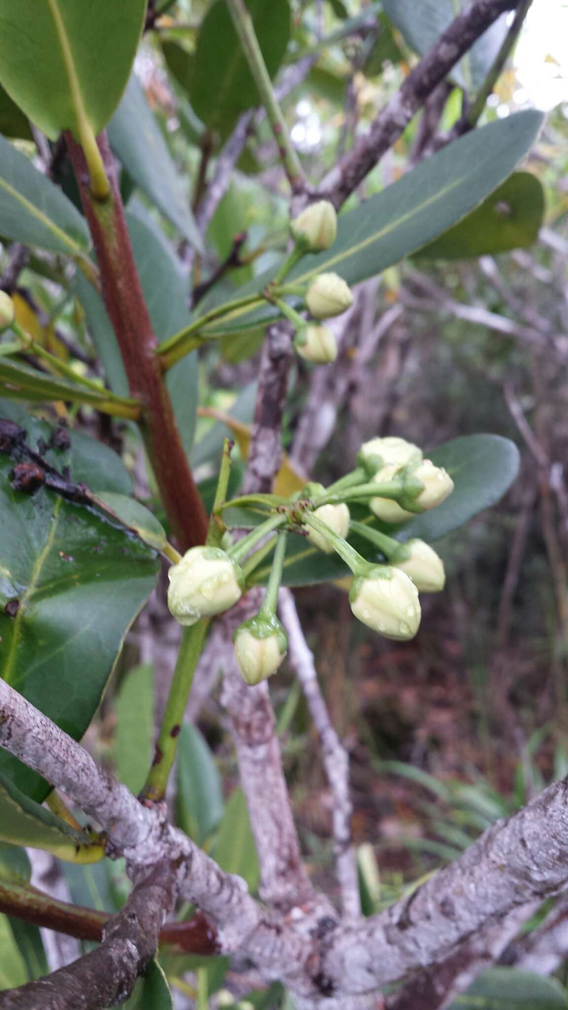 Imagem de Brexia humbertii H. Perrier