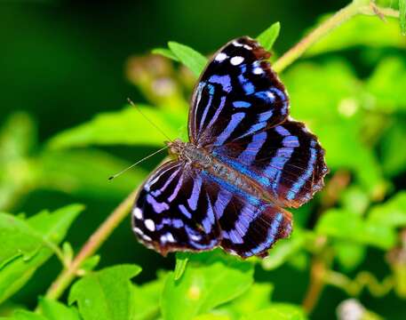 Image of Mexican Bluewing