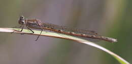 Image of Siberian Winter Damsel