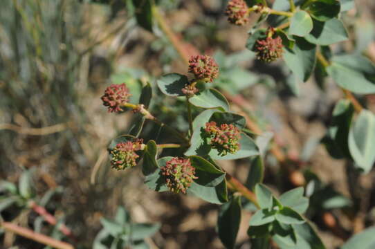 Image of Euphorbia pachyrrhiza Kar. & Kir.