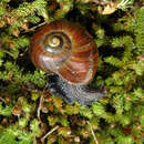 Image of Mt Augustus snail