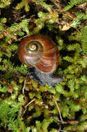 Image of Mt Augustus snail