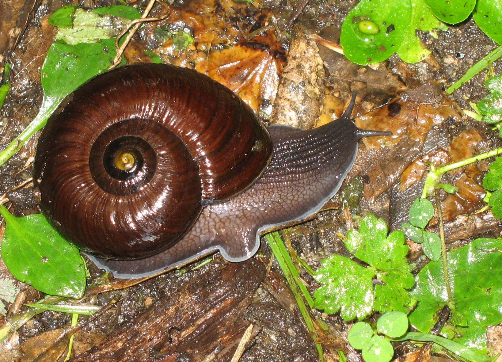 Image of Powelliphanta annectens (Powell 1936)