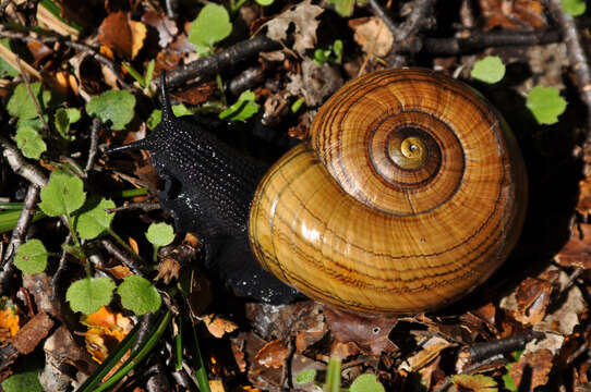 Image of Powelliphanta hochstetteri (L. Pfeiffer 1862)