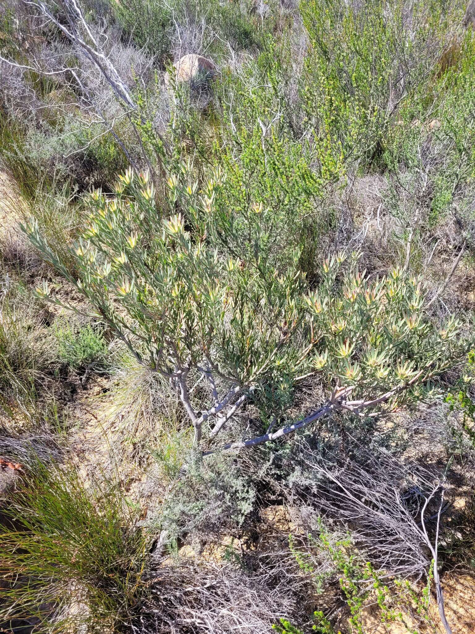 Image of <i>Leucadendron lanigerum</i> var. <i>laevigatum</i>