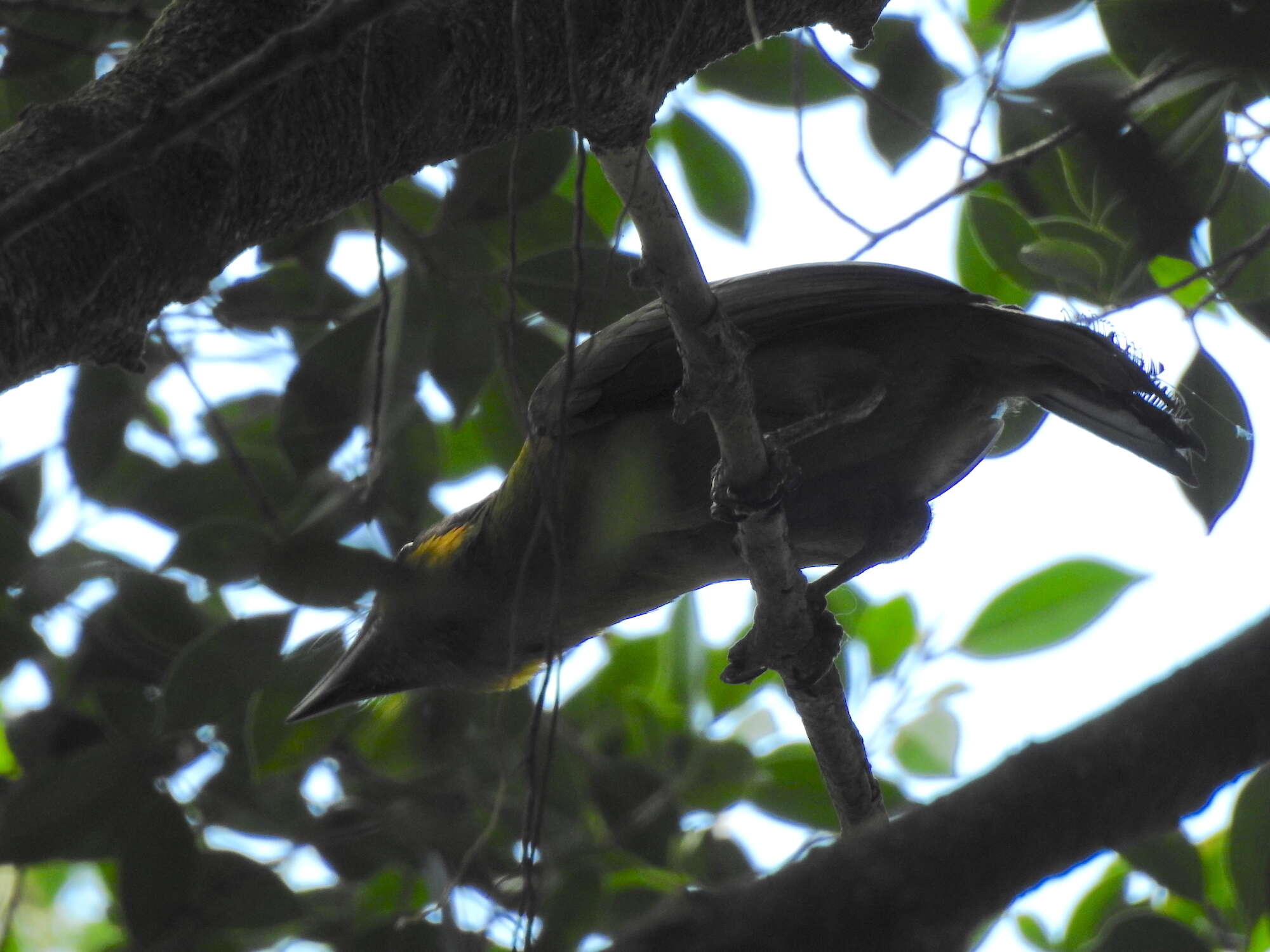 Image of Gold-whiskered Barbet