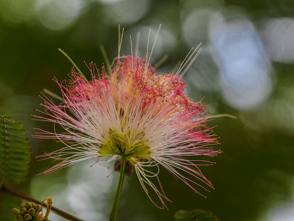 Imagem de Calliandra parvifolia (Hook. & Arn.) Speg.