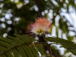 Imagem de Calliandra parvifolia (Hook. & Arn.) Speg.