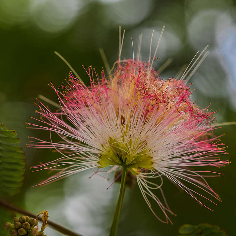 Imagem de Calliandra parvifolia (Hook. & Arn.) Speg.