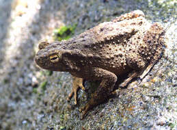 Image of Giant Asian Toad