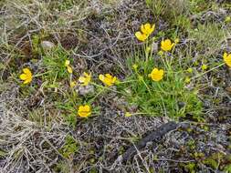 Image of Ranunculus pascuinus (Hook. fil.) Melville