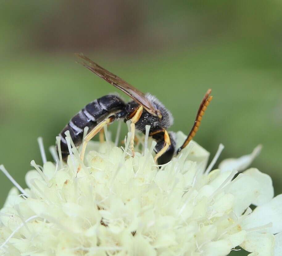 Image of Halictus simplex Blüthgen 1923