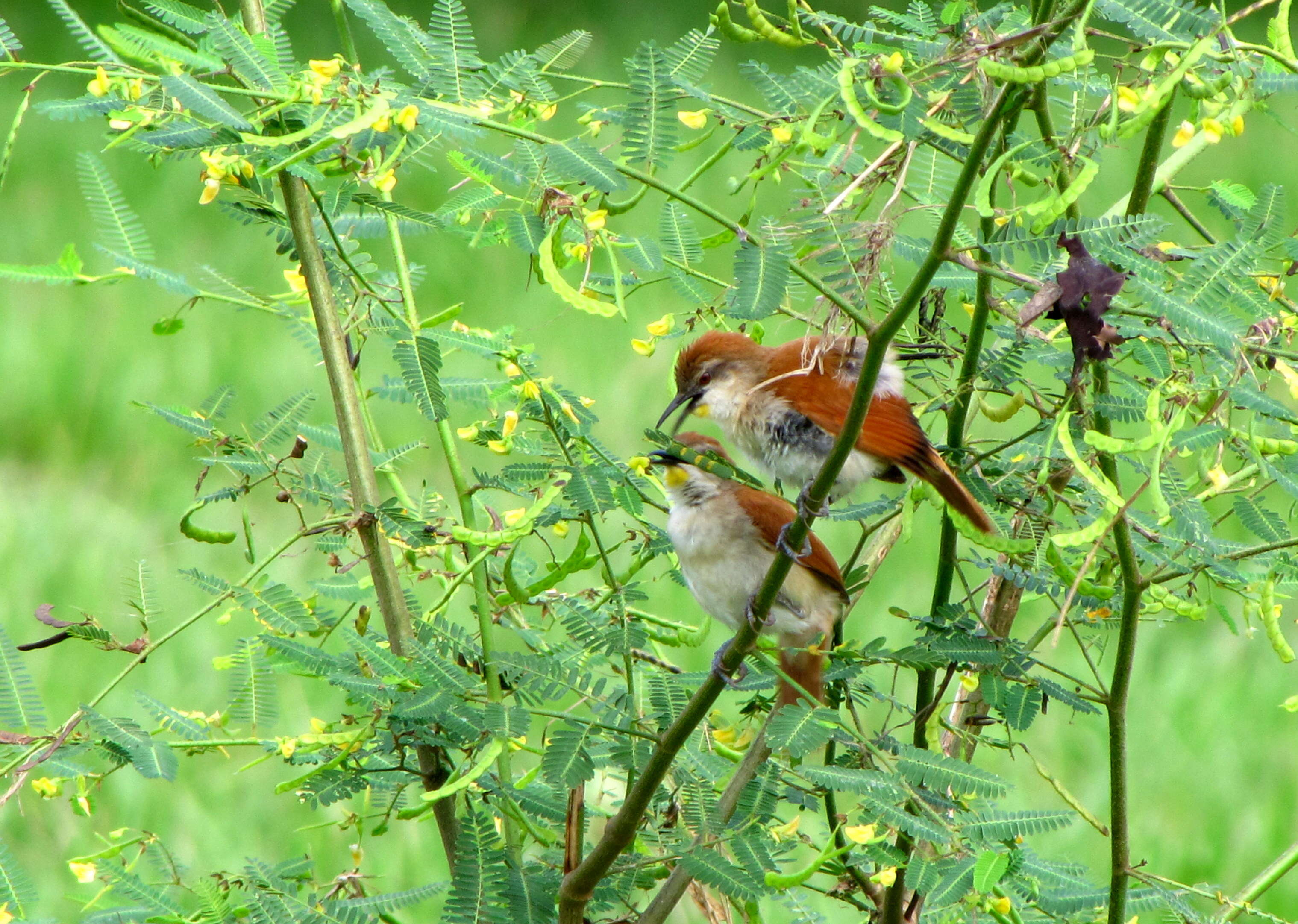 Image of Yellow-chinned Spinetail