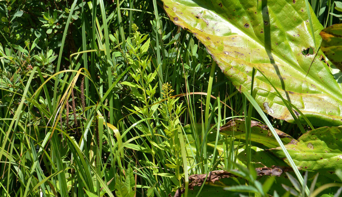 Imagem de Lysimachia terrestris (L.) Britton, Stern & Poggenb.