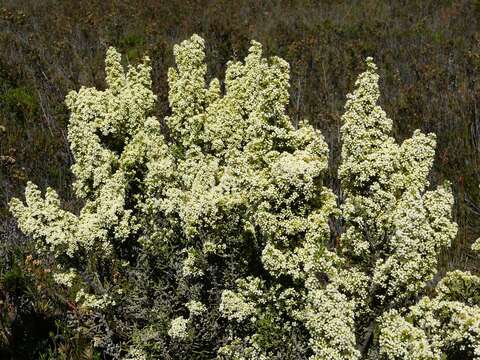 Image of Ozothamnus hookeri Sond.