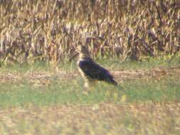 Image of Swainson's Hawk