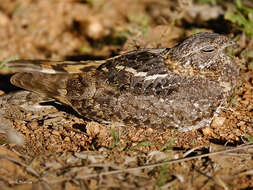 Слика од Caprimulgus vexillarius (Gould 1838)