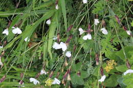 Слика од Dianthus cretaceus Adams