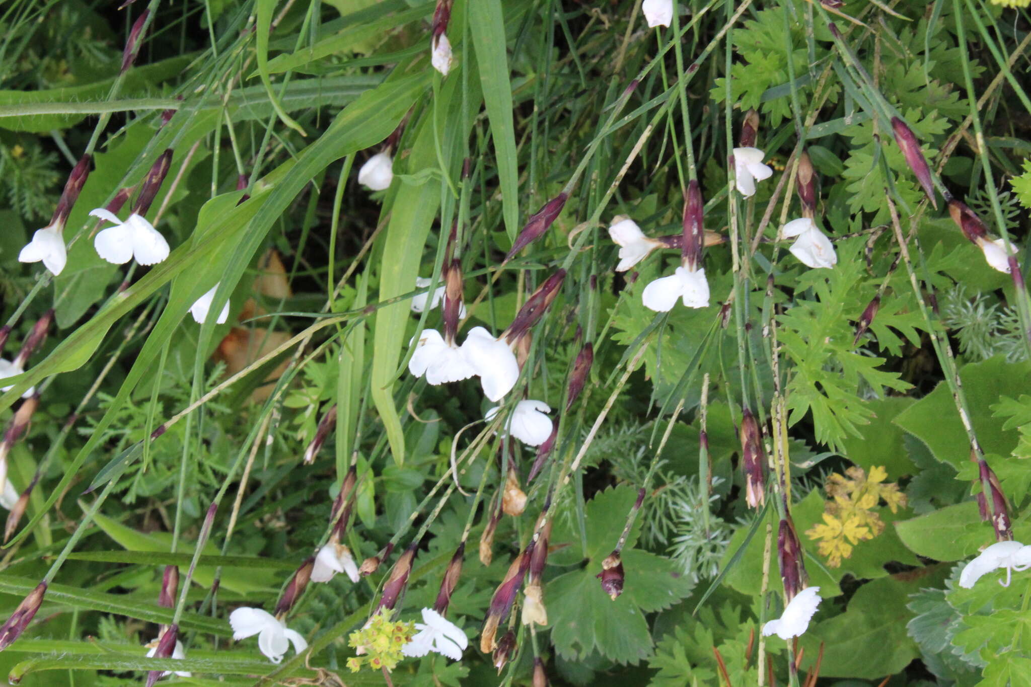 Слика од Dianthus cretaceus Adams