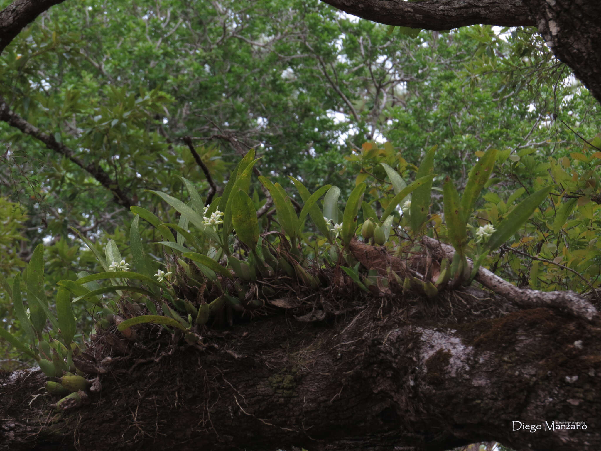 Image of Prosthechea chacaoensis (Rchb. fil.) W. E. Higgins