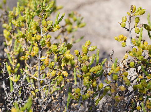 Слика од Tecticornia triandra (F. Müll.) K. A. Sheph. & Paul G. Wilson