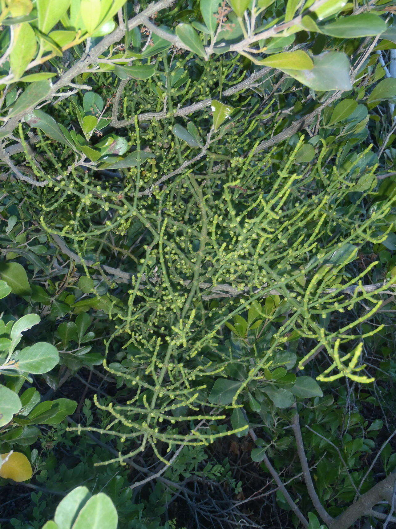 Image of Hooley Mistletoe