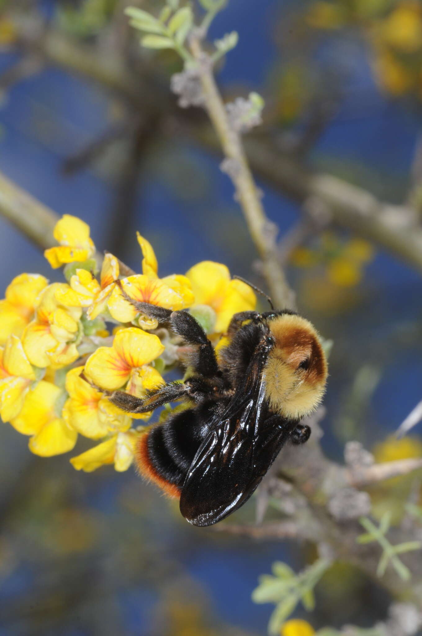 Imagem de Bombus bellicosus Smith 1879