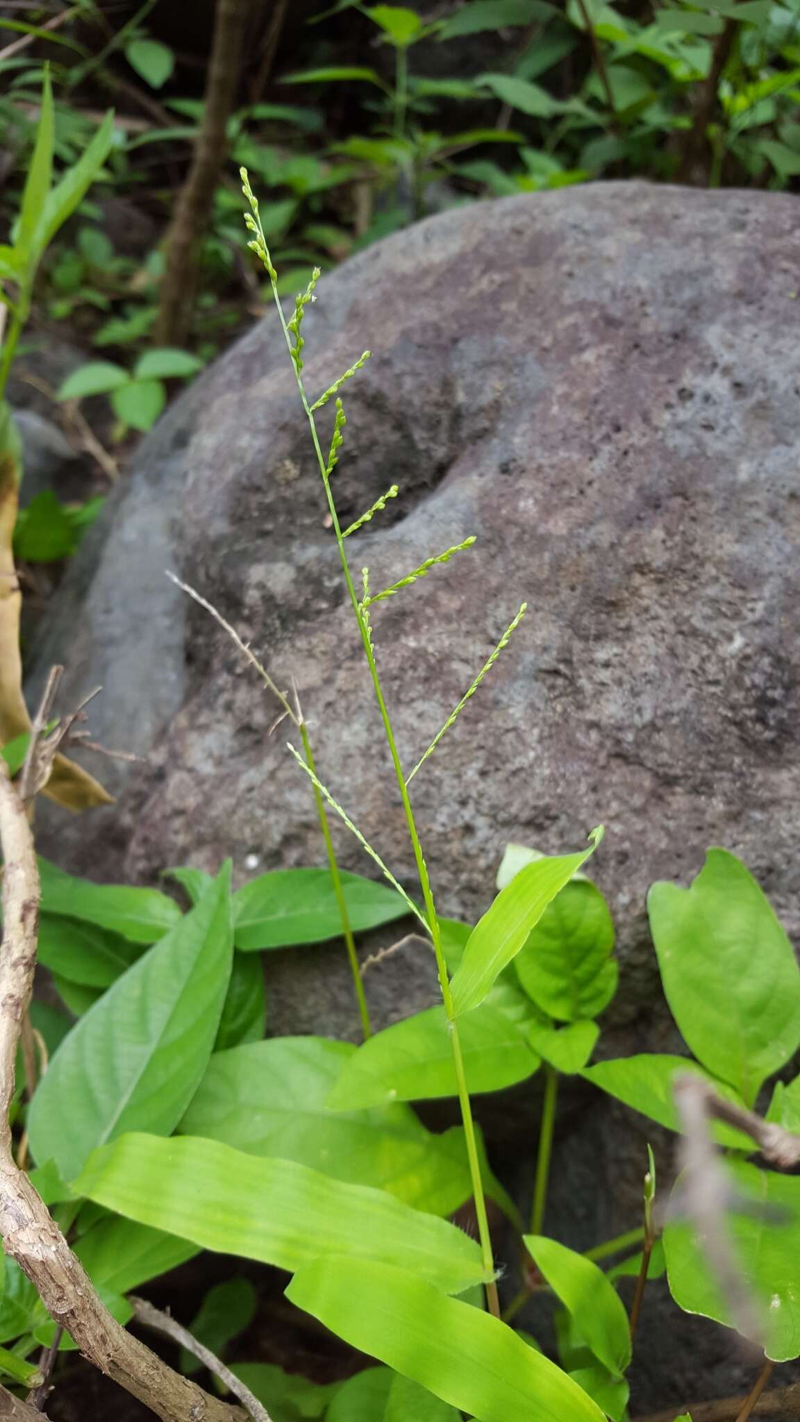 Image of Acroceras elegans A. Camus