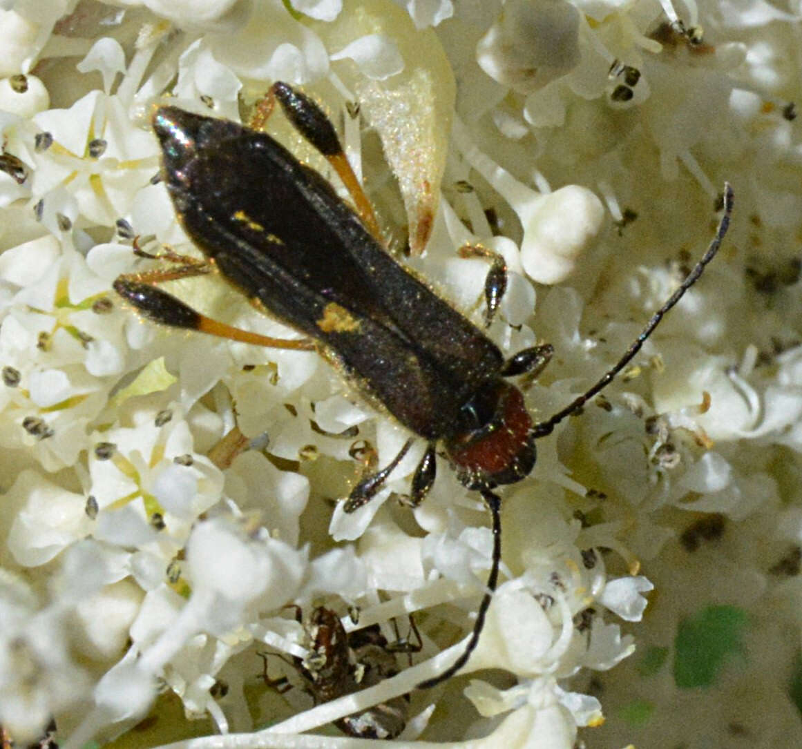 Image of Callimoxys fuscipennis Le Conte 1861