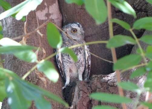 Image of African Scops Owl