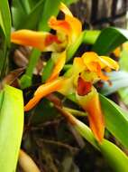 Image of Maxillaria cacaoensis J. T. Atwood